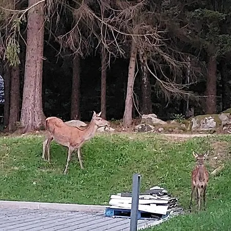 Widok Na Las, Pod Reglami Szklarska Poręba