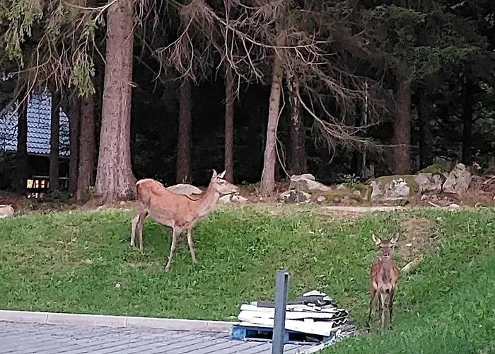 Widok Na Las, Pod Reglami 스클라르스카포렘바