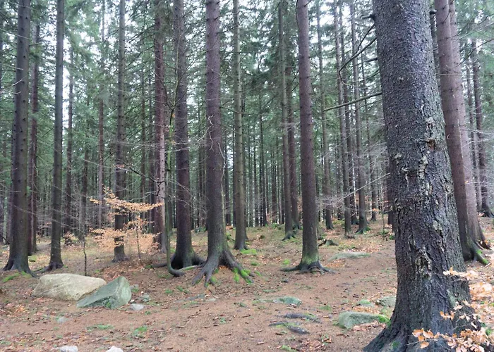 Widok Na Las, Pod Reglami *